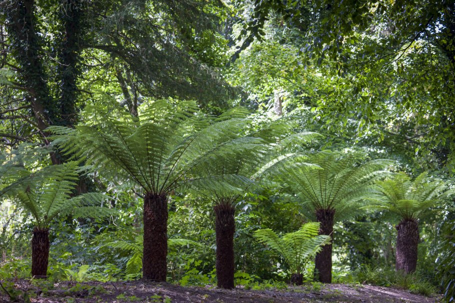 Древовидные папоротники