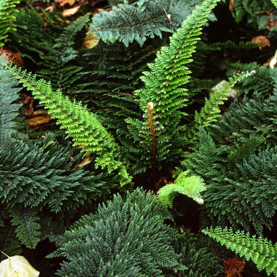 Polystichum setiferum 'Plumosum densum'