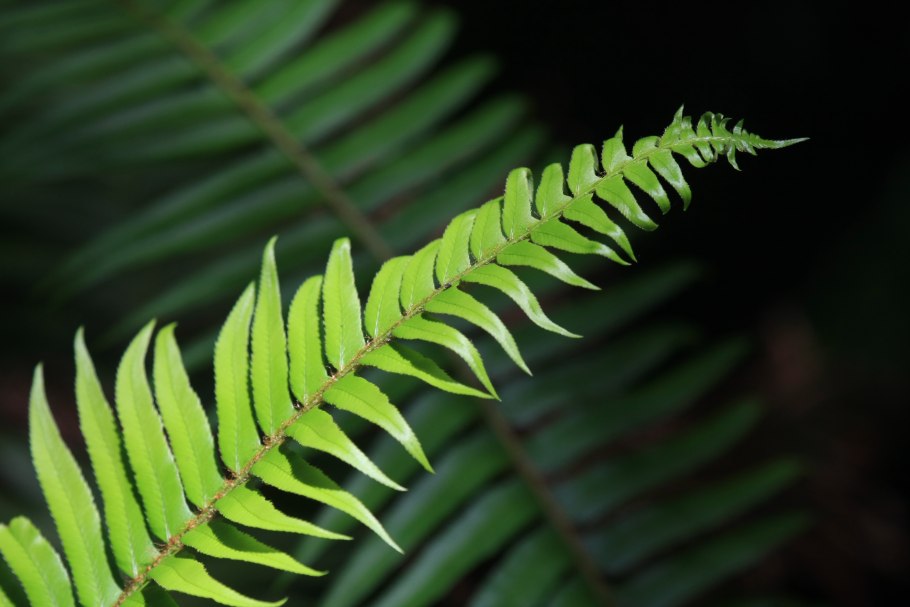 Листья папоротника фотосессия разноцветные