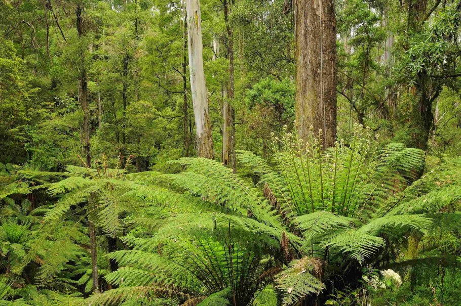 Папоротниковые леса Австралии