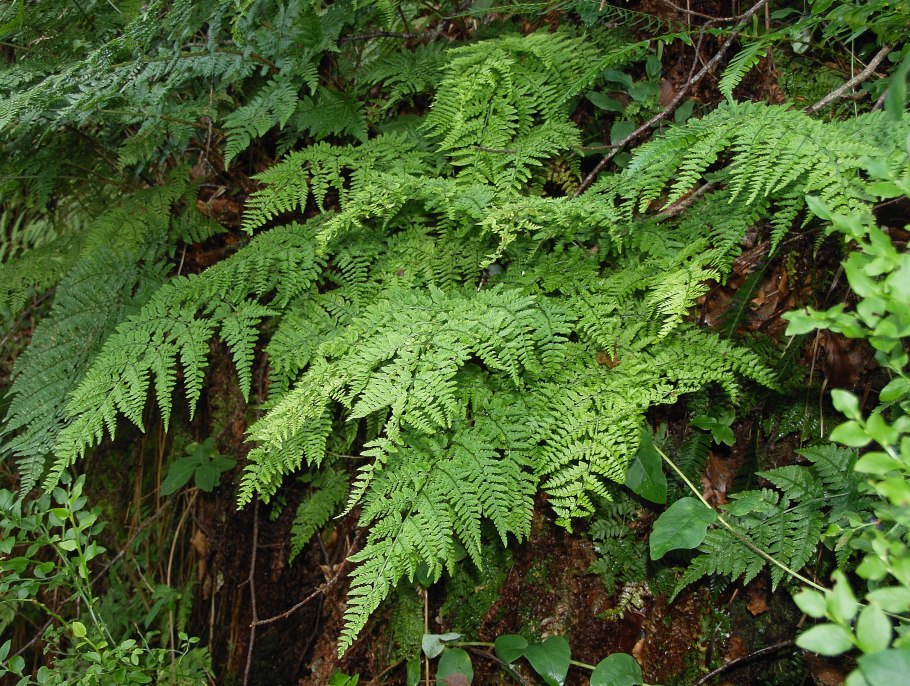 Папоротник dryopteris palmata