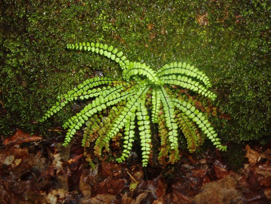 Асплениум волосовидный (Костенец).