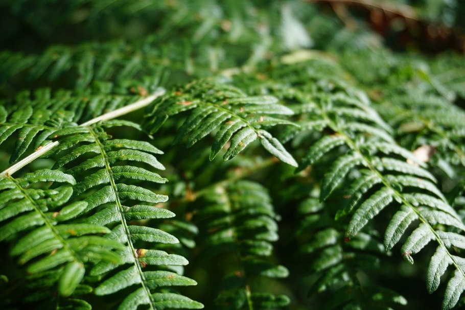 Папоротник Южный