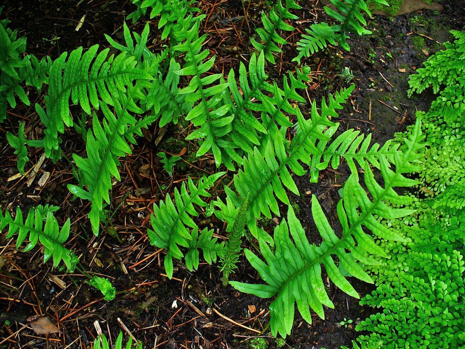 Многоножка обыкновенная Polypodium vulgare