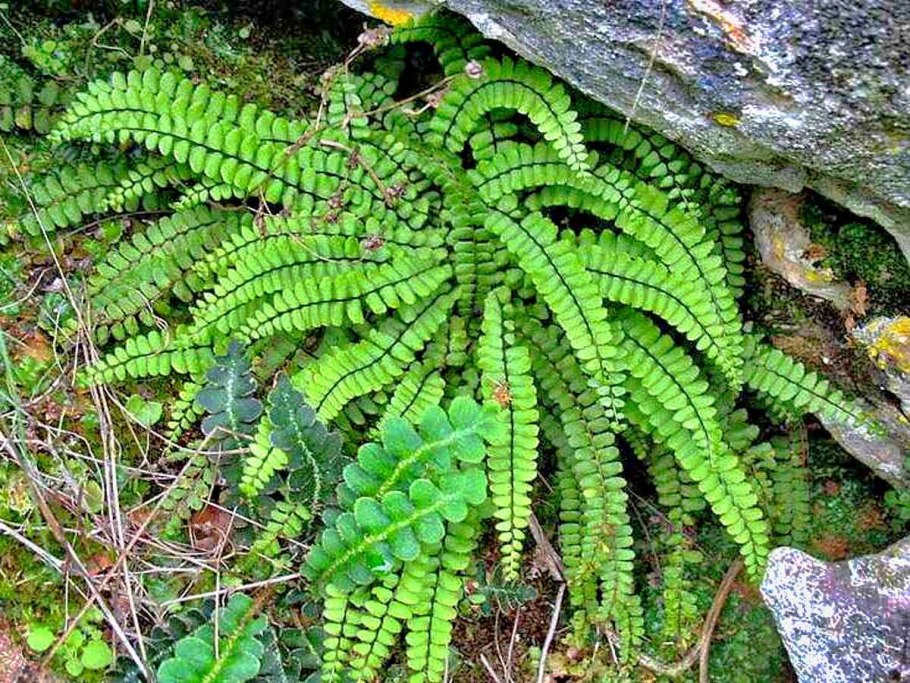 Папоротник Костенец Степной