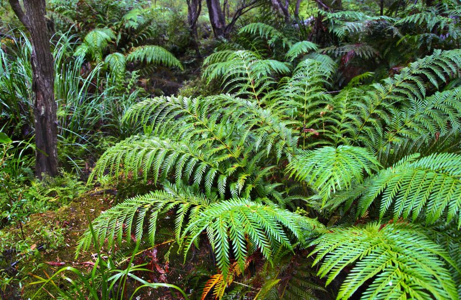Папоротники Океании