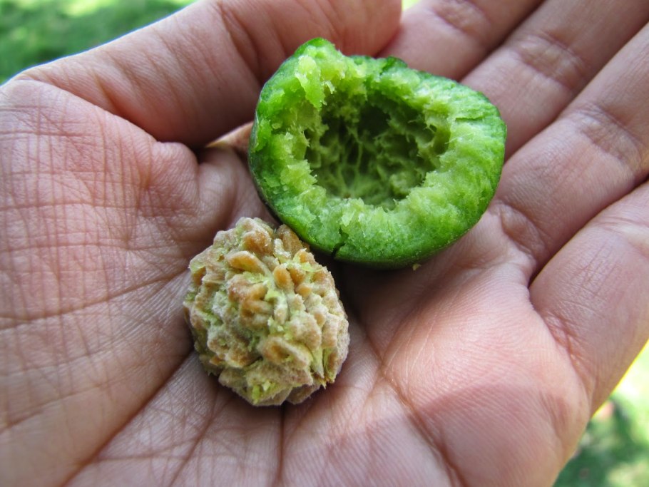 Elaeocarpus ganitrus