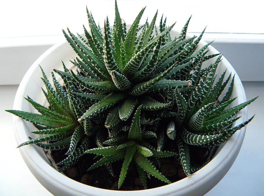 Acanthocereus tetragonus