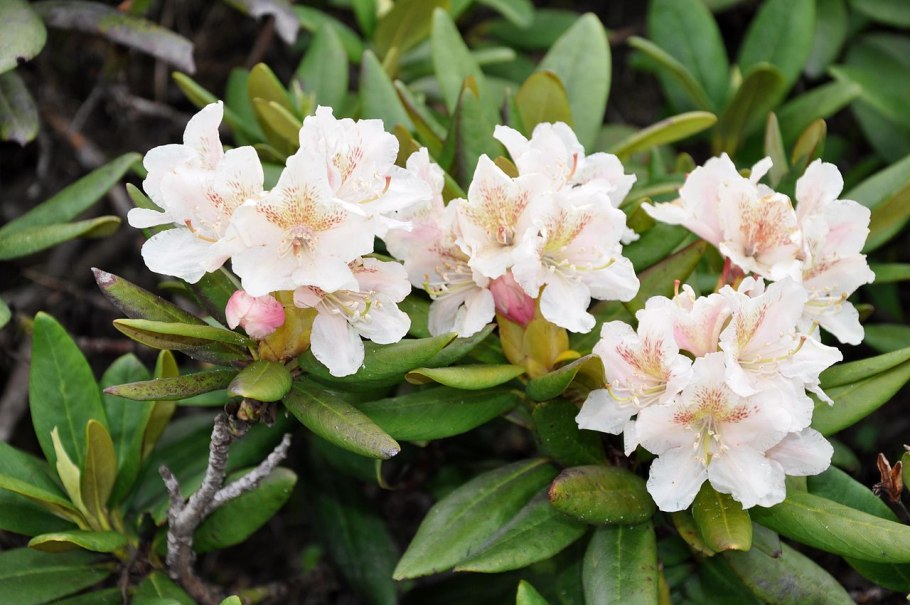 Рододендрон золотистый Rhododendron Aureum