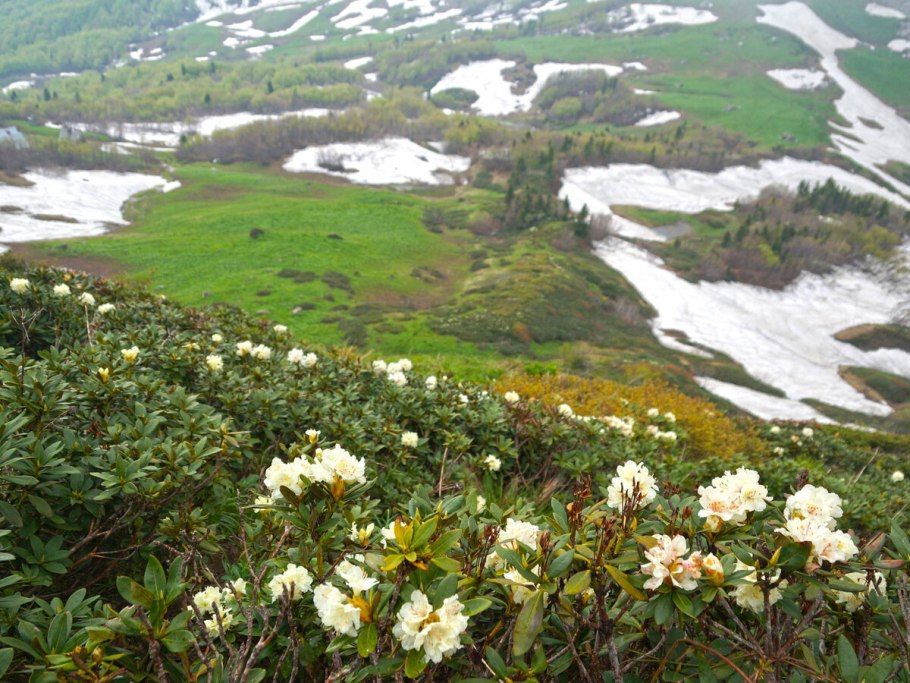 Рододендрон кавказский Архыз