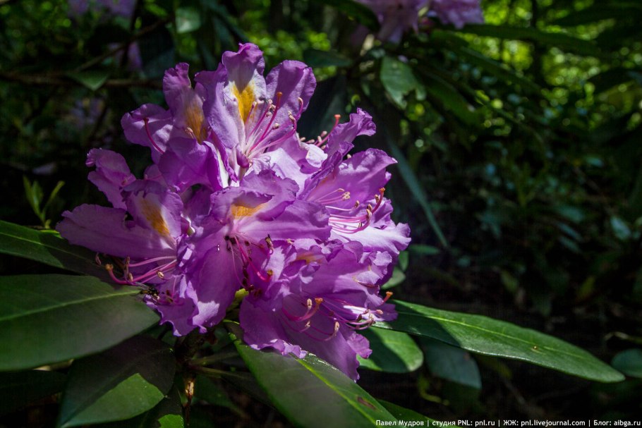 Рододендрон Пржевальского