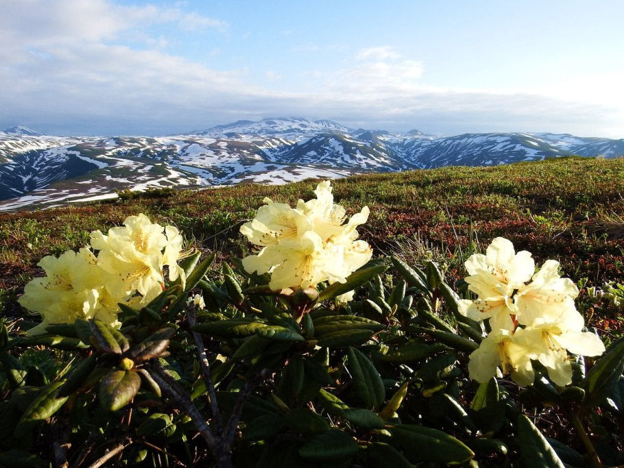 Rhododendron Goldkrone