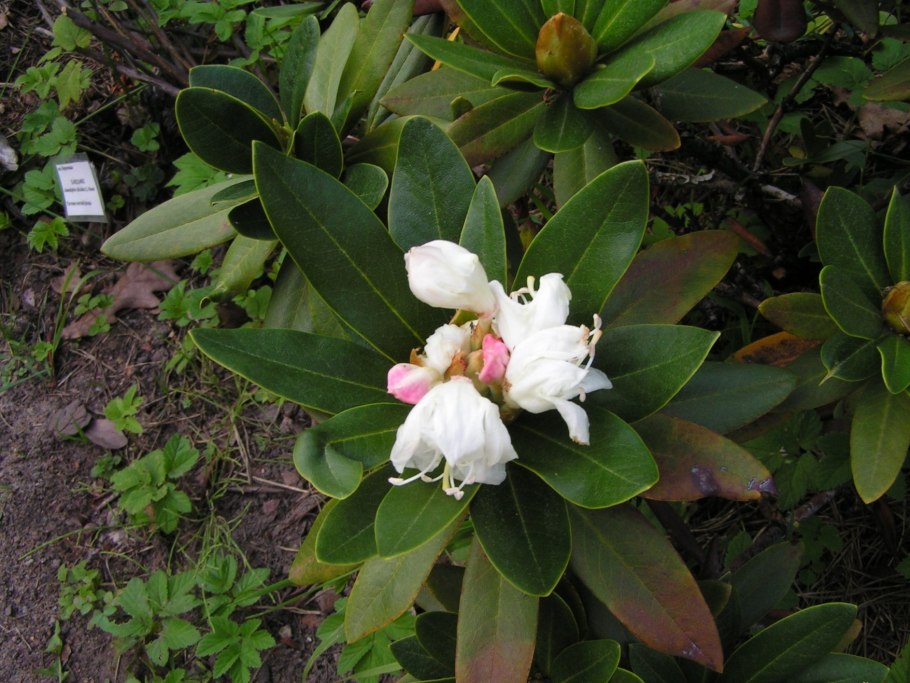 Рододендрон горный кавказский