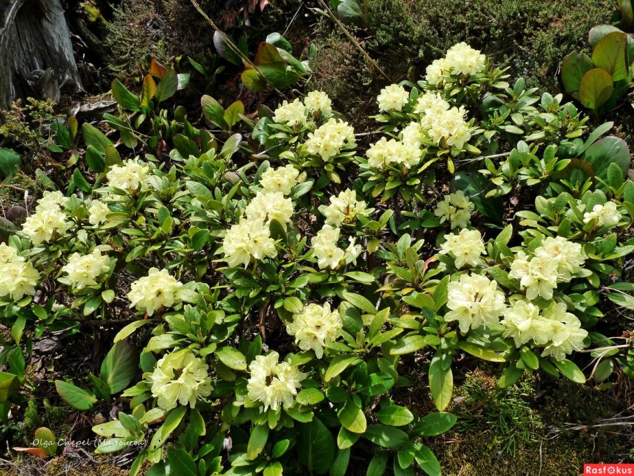 Рододендрон золотистый Rhododendron Aureum