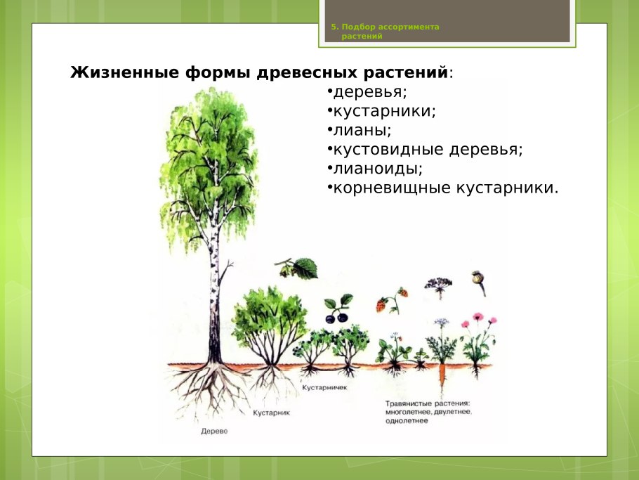 Жизненные формы травянистых растений по Алёхину схема