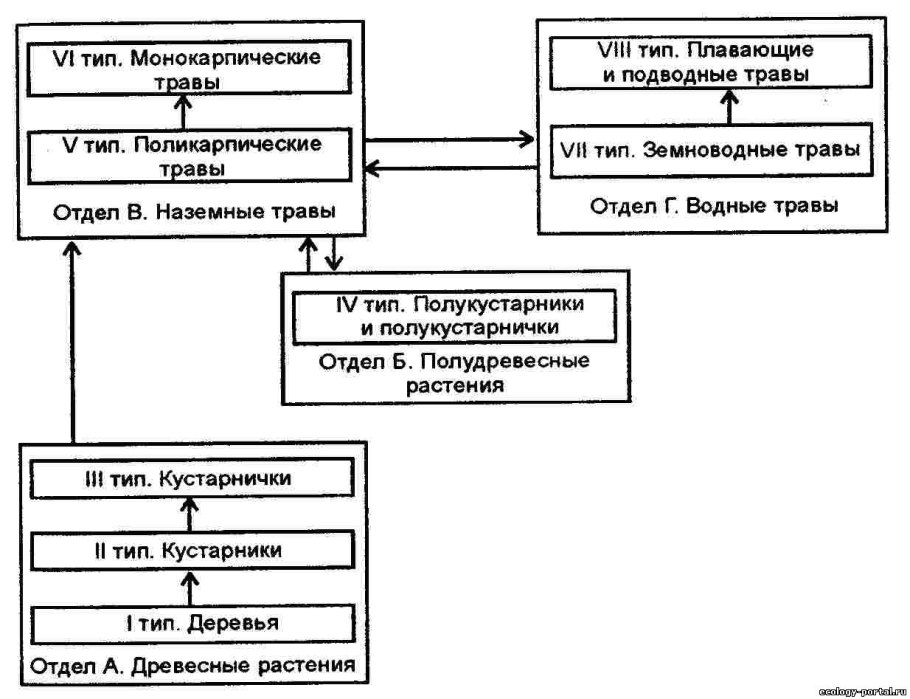 Соотношение отделов и типов жизненных форм цветковых по Серебрякову