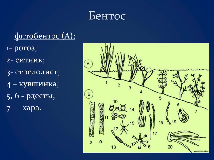 Жизненный цикл твердой головни пшеницы