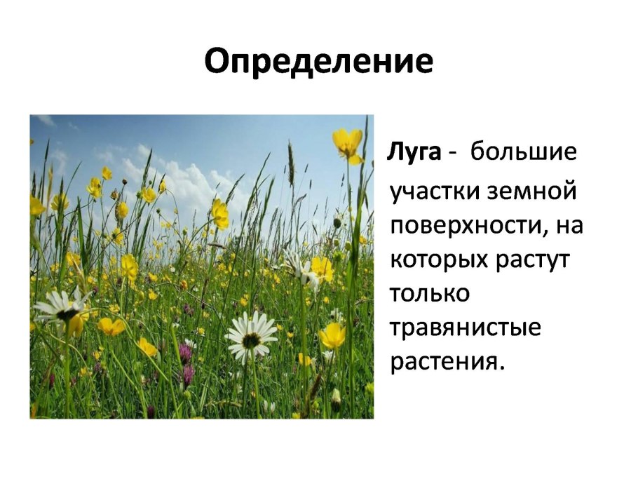 Атлас определитель от земли до неба растения Луга