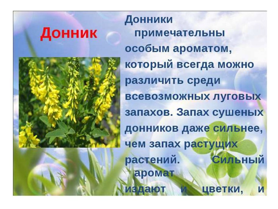 Кормовые травы