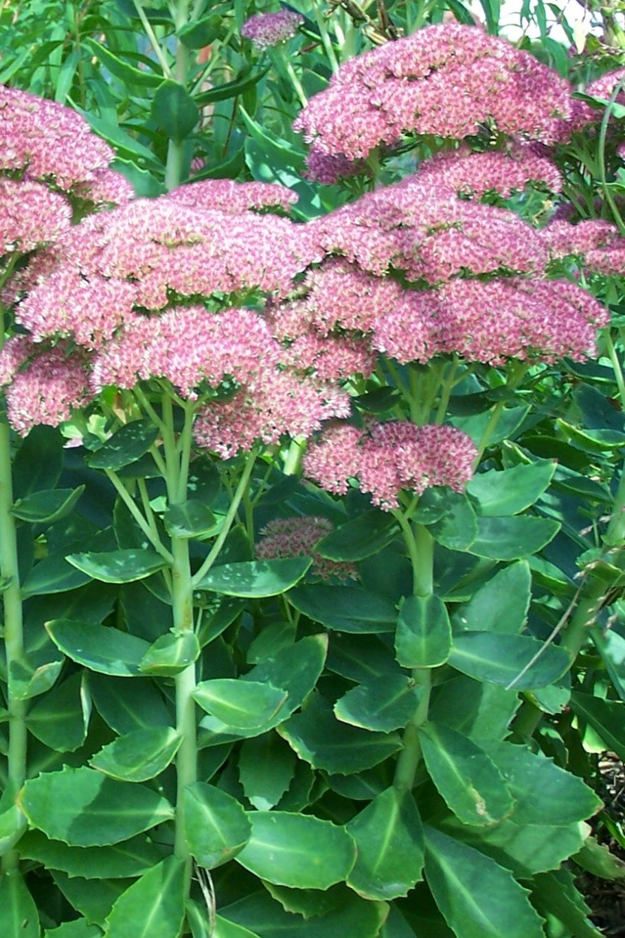 Очиток Видный (Sedum spectabile `Brilliant`)