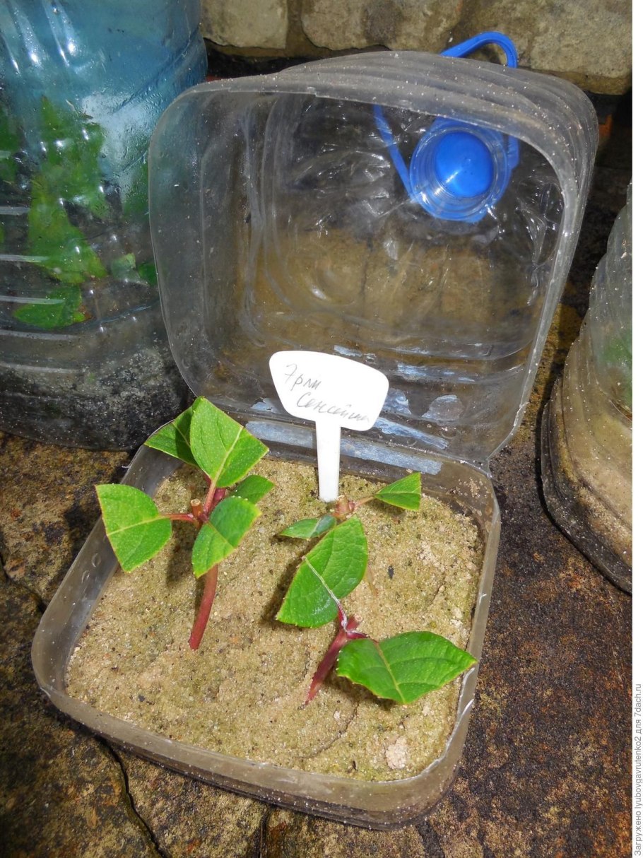 Черенки метельчатой гортензии