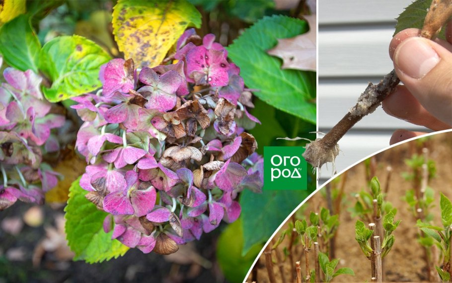 Гортензия крупнолистная всходы