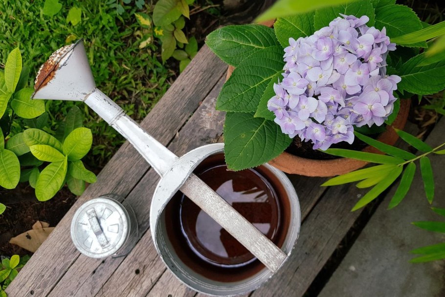 Гортензия крупнолистная черенки