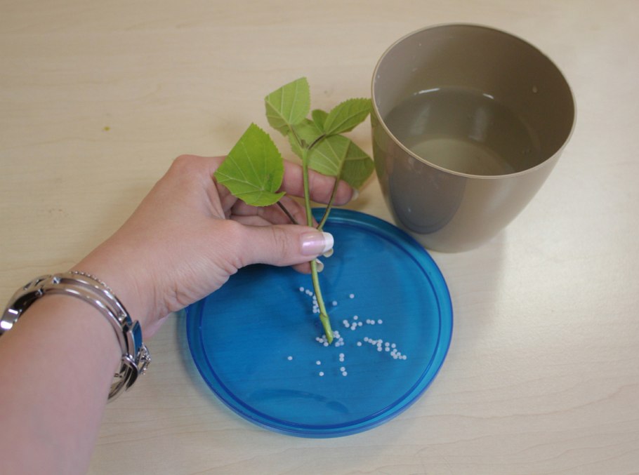 Черенки метельчатой гортензии