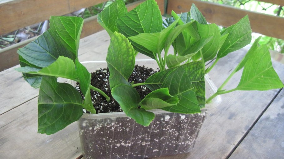 Гортензия крупнолистная черенки