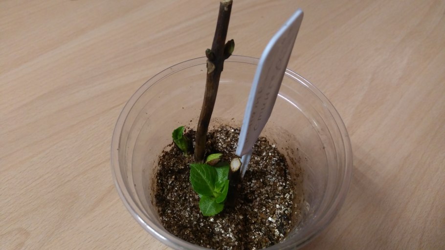 Черенкование гортензии крупнолистной весной