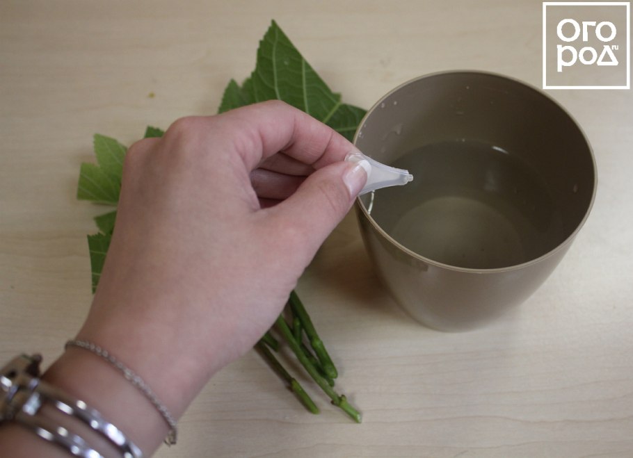 Черенкуем одревесневшие черенки гортензии