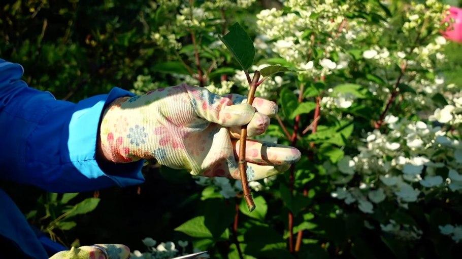 Черенкуем георгины клубневые