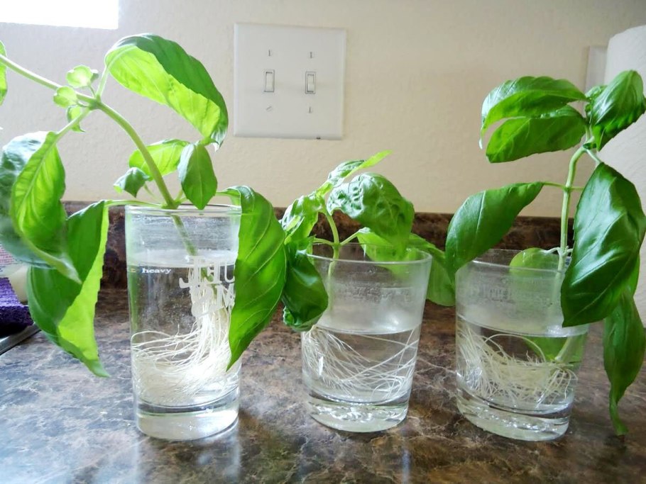 Размножение актинидии черенками