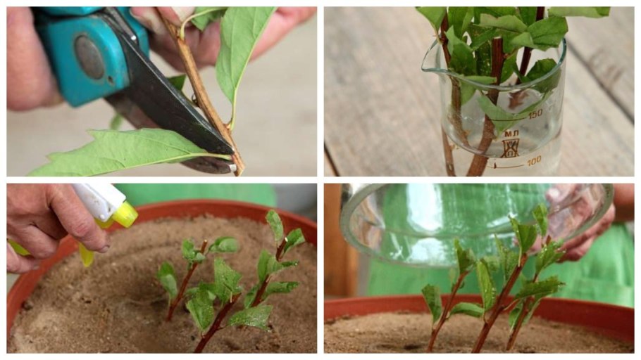 Черенкуем одревесневшие черенки гортензии