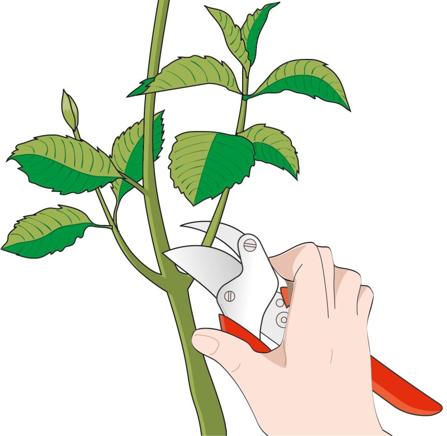 Черенки метельчатой гортензии