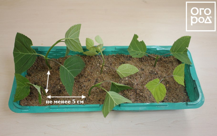 Черенкование гортензии метельчатой