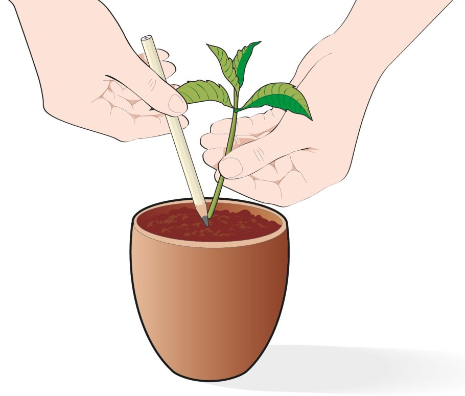 Корни чубушника