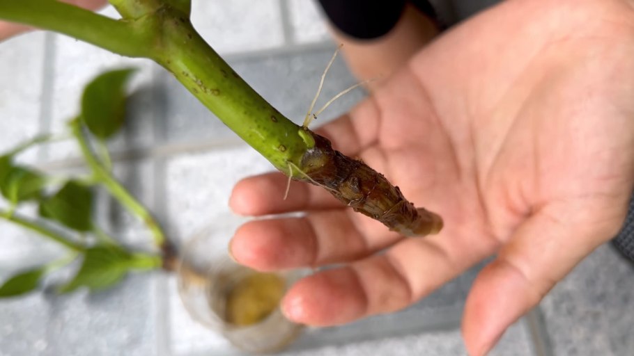 Гортензия Анабель черенки