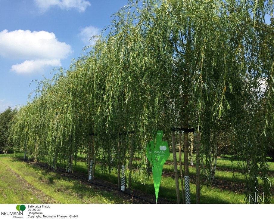 Ива белая серебристая Salix Alba