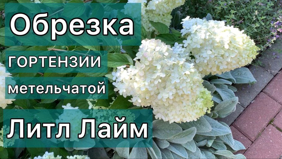 Как обрезать гортензию на ютубе