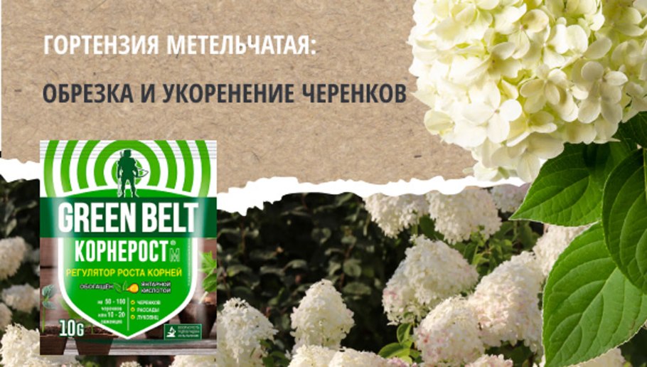 Кильчевание черенков кустарников