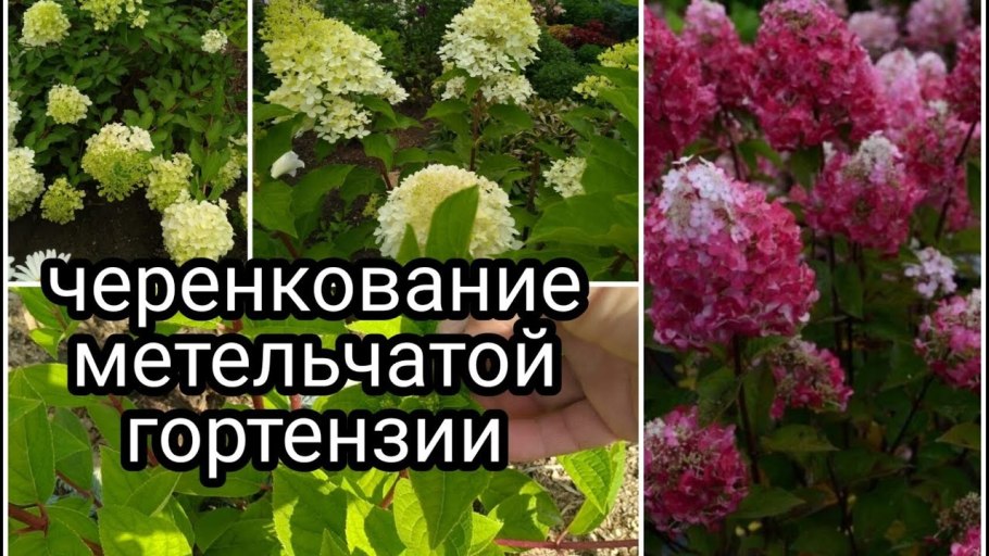 Корневая шейка у гортензии метельчатой
