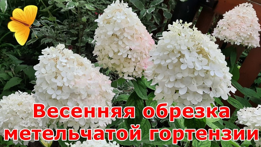 Правильная обрезка роз