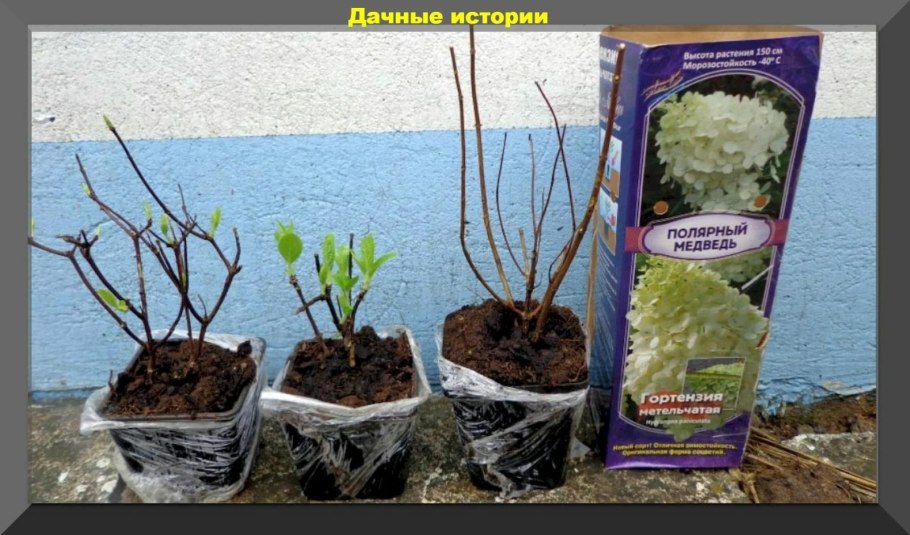 Pruning Hydrangea