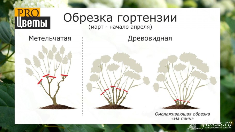 Гортензия метельчатая Триколор