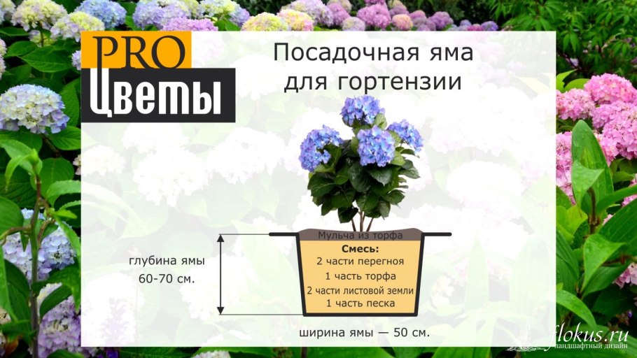 Гортензия Анабель черенки