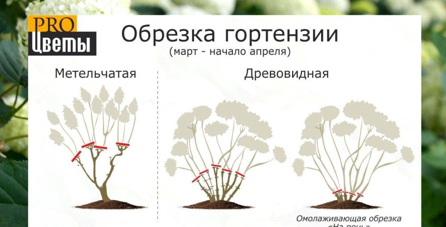 Укрытие крупнолистной гортензии