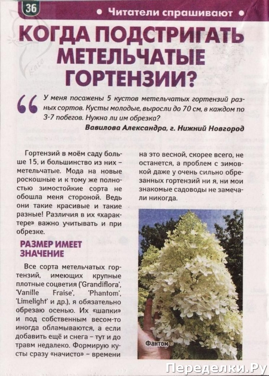 Размножение актинидии черенками