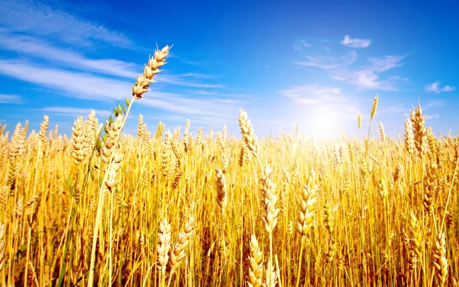 Пшеничное поле и небо