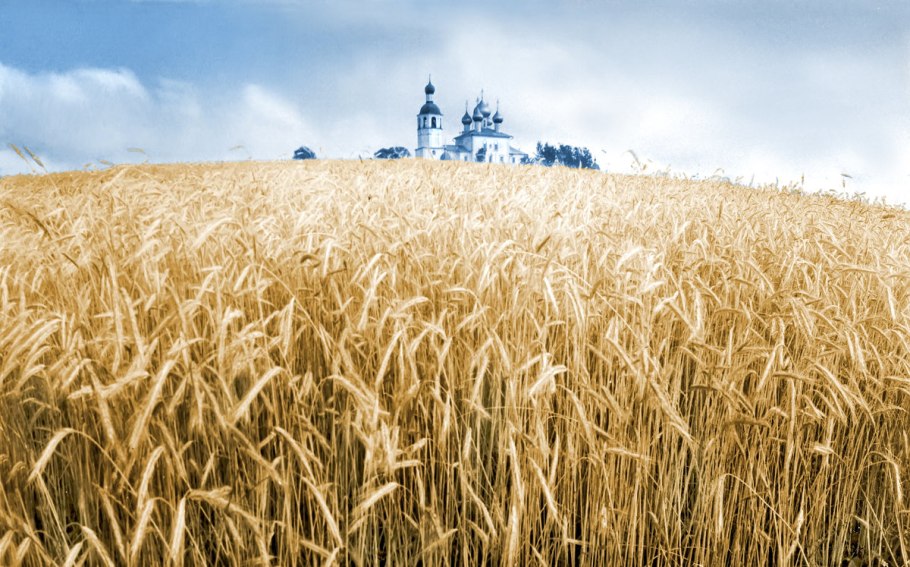 Поле ржи Россия